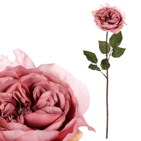 Růže anglická, světle růžová barva. UKK352 LT PINK