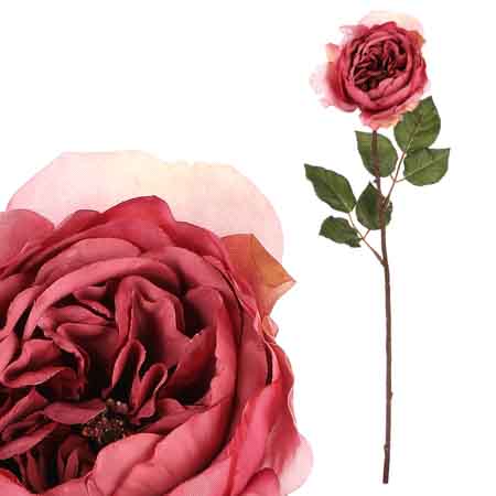 Růže anglická, tmavě růžová barva. UKK352 DK PINK