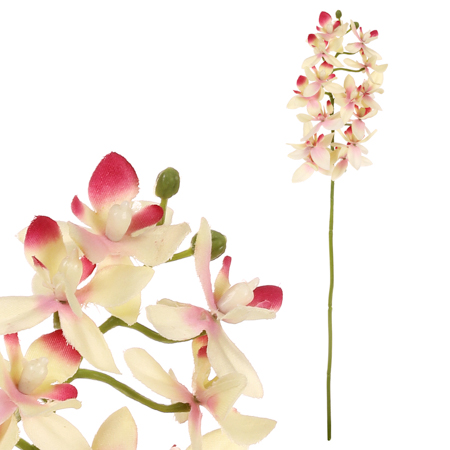 Orchidea drobnokvětá, žluto-růžová barva. UKK313-PINK