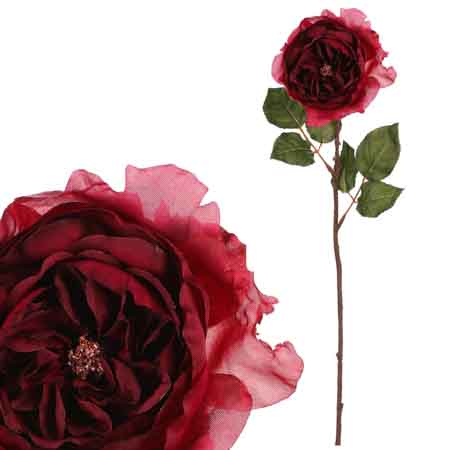 Růže anglická, bordó barva. UKK352 BOR