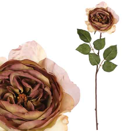 Růže anglická, olivovo-fialová barva. UKK352-GRN