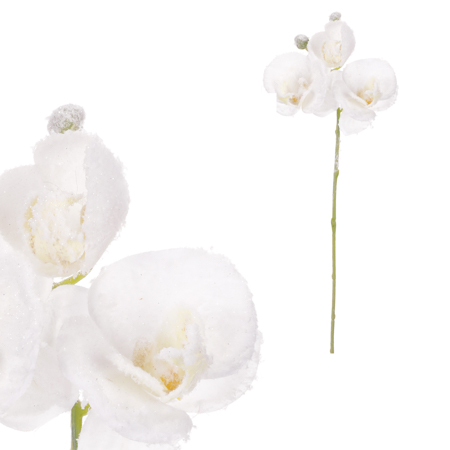 Orchidej, barva bílá. KUC2606 WT