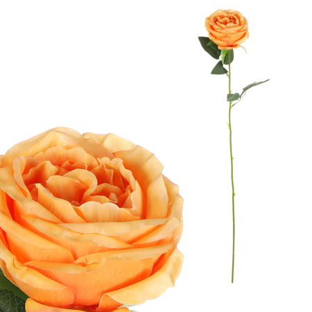 Růže, barva meruňková. KN7057 APPR
