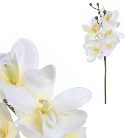 Orchidej, krémová barva. UKK056 CRM