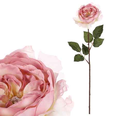 Růže anglická, krémovo růžová barva. UKK352 CRM-PINK