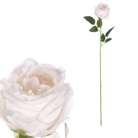 Růže, barva bílá. KN7057 WT