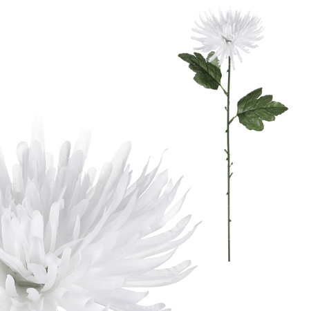 Chryzantéma, barva bílá. KN6159 WT