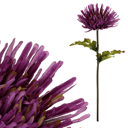 Chryzantéma jednohlavá, barva tmavě fialová. KU4337
