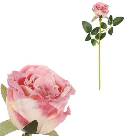 Růže, růžová barva. KN7049 PINK
